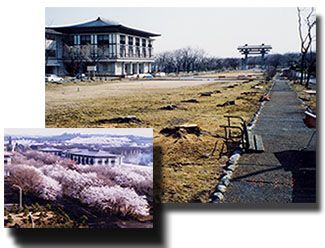 Photos of head temple before and after Soka Gakkai donated cherry trees were chopped down
